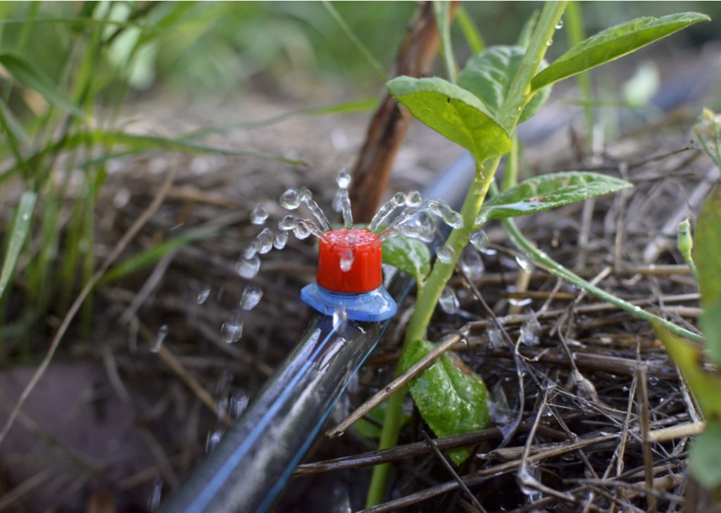 Installing deals drip irrigation