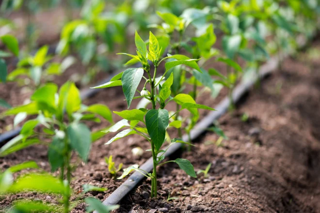 drip or trickle irrigation