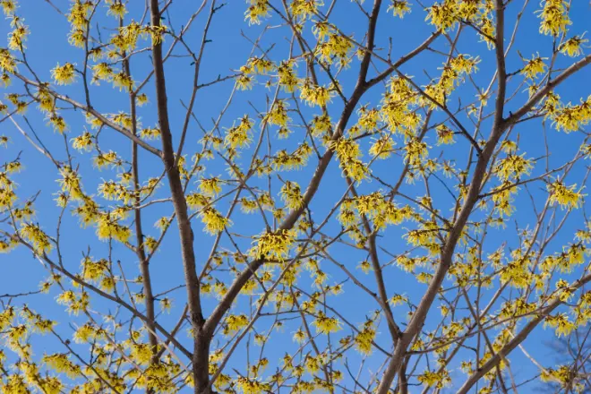 witch-hazel-blooming - Simmons Landscape & Irrigation witch hazel blooming