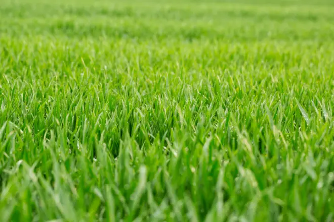 Best Time to Plant Grass Seed in Ohio - Spring vs. Fall Timing | Simmons  Landscape & Irrigation