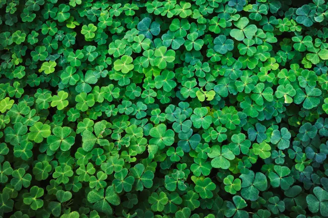 a patch of clover - Simmons Landscape & Irrigation A dense patch of vibrant green clover leaves covers the ground, creating a lush and textured surface.